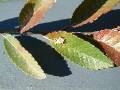 ladybird  larvae on leaf